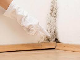 Reliable Los Ranchos De Albuquerque, NM Mold Removal Services Solutions